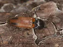 Ampedus occidentalis - photo 2