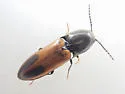 Ampedus occidentalis - photo 3