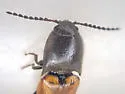 Ampedus occidentalis - photo 4