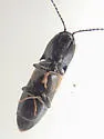 Ampedus occidentalis - photo 5