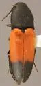 Ampedus phelpsii - Ampedus phelpsii