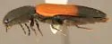 Ampedus phelpsii - photo 2