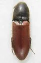 Ampedus phoenicopterus - Ampedus phoenicopterus
