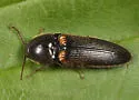 Ampedus protervus - Ampedus protervus