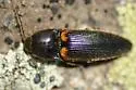 Ampedus protervus - photo 2
