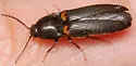 Ampedus protervus - photo 4