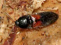 Ampedus pullus - photo 2