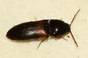 Ampedus pullus - photo 3