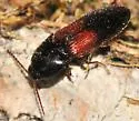 Ampedus pullus - photo 4