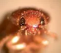 Ampedus pusio - photo 3