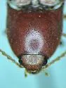 Ampedus rhodopus - photo 5