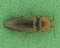 Ampedus rubricollis