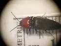 Ampedus rubricollis - photo 4