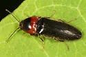 Ampedus rubricus - Ampedus rubricus