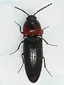 Ampedus rubricus - photo 2