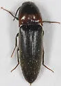 Ampedus rubricus - photo 3