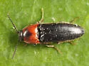 Ampedus rubricus - photo 4
