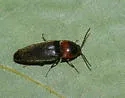 Ampedus rubricus - photo 5