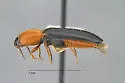 Ampedus rubriventris - photo 2