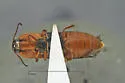 Ampedus rubriventris - photo 4