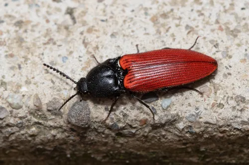Ampedus sanguineus