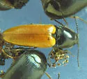 Ampedus sanguinipennis