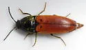 Ampedus sanguinipennis - photo 2