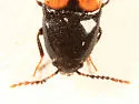 Ampedus sanguinipennis - photo 3