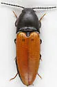 Ampedus sanguinipennis - photo 4