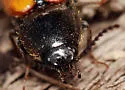 Ampedus sanguinipennis - photo 5
