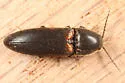 Ampedus semicinctus - photo 3