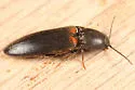 Ampedus semicinctus - photo 4