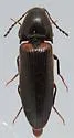 Ampedus semicinctus - photo 5