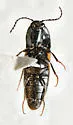 Ampedus varipilis - photo 3