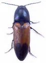 Ampedus varipilis - photo 4