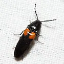 Ampedus xanthomus - photo 3
