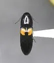 Ampedus xanthomus - photo 4