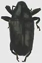 Ampeloglypter longipennis