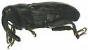 Ampeloglypter longipennis - photo 2