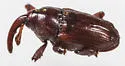 Ampeloglypter sesostris - photo 2