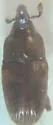 Ampeloglypter sesostris - photo 4