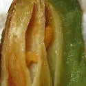 Ampelomyia vitiscoryloides