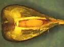 Ampelomyia vitiscoryloides - photo 4