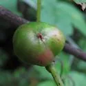 Ampelomyia vitispomum - photo 2