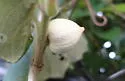 Ampelomyia vitispomum - photo 4