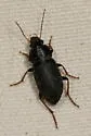 Amphasia sericea