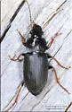 Amphasia sericea - photo 5