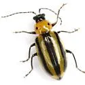 Amphelasma cavum - photo 2