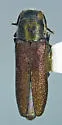 Ampheremus cylindricollis - Ampheremus cylindricollis