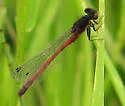 Western Red Damsel